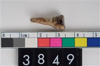 藏品(豬右下顎第3乳門齒)的圖片