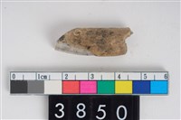 藏品(豬右下顎第1門齒)的圖片