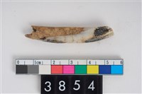 藏品(豬右下顎第1門齒)的圖片