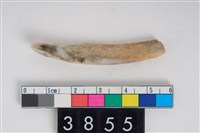 藏品(豬右下顎第1門齒)的圖片