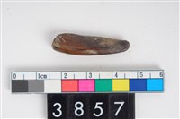 藏品(豬右下顎第1門齒)的圖片