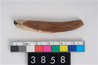 藏品(豬右下顎第1門齒)的圖片