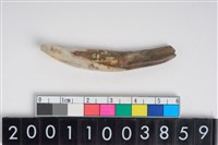 藏品(豬右下顎第1門齒)的圖片