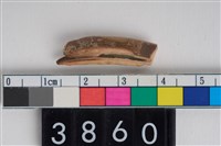 藏品(豬右下顎第2門齒)的圖片