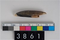 藏品(豬右下顎第2門齒)的圖片