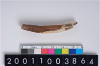 藏品(豬右下顎第2門齒)的圖片