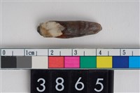 藏品(豬右下顎第3門齒)的圖片