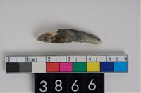 藏品(豬右下顎第3門齒)的圖片