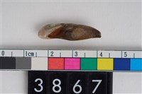 藏品(豬右下顎第3門齒)的圖片