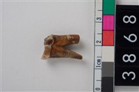 藏品(豬右下顎第2門齒)的圖片