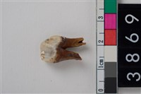 藏品(豬右下顎第3前臼齒)的圖片