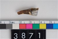 藏品(豬右下顎第3前臼齒)的圖片