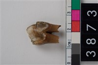 藏品(豬右下顎第3前臼齒)的圖片