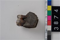 藏品(豬左下顎第1大臼齒)的圖片