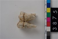 藏品(豬左下顎第2大臼齒)的圖片