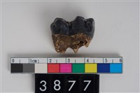 藏品(豬左下顎第2大臼齒)的圖片