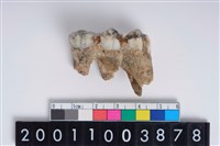 藏品(豬左下顎第3大臼齒)的圖片