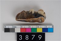 藏品(豬左下顎第3大臼齒)的圖片