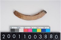 藏品(豬左下顎犬齒)的圖片