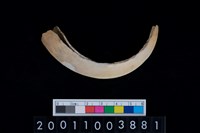 藏品(公豬左下顎犬齒)的圖片