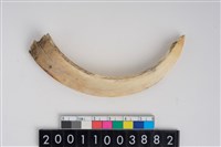 藏品(公豬左下顎犬齒)的圖片