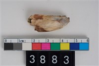 藏品(母豬左下顎犬齒)的圖片