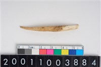 藏品(豬左下顎第2乳門齒)的圖片