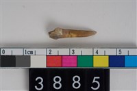 藏品(豬左下顎第3乳前臼齒)的圖片