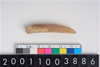 藏品(豬左下顎第1門齒)的圖片