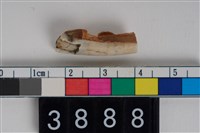 藏品(豬左下顎第1門齒)的圖片