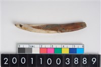 藏品(豬左下顎第1門齒)的圖片