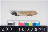 藏品(豬左下顎第1門齒)的圖片