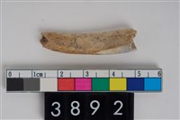 藏品(豬左下顎第1門齒)的圖片