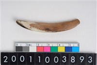 藏品(豬左下顎第1門齒)的圖片