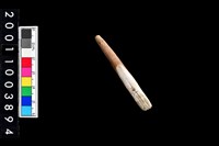 藏品(豬左下顎第1門齒)的圖片