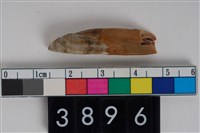 藏品(豬左下顎第2門齒)的圖片