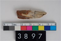 藏品(豬左下顎第2門齒)的圖片