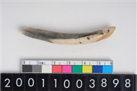 藏品(豬左下顎第2門齒)的圖片