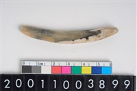 藏品(豬左下顎第2門齒)的圖片