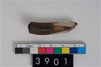 藏品(豬左下顎第2門齒)的圖片