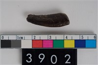 藏品(豬左下顎第2或第3門齒)的圖片