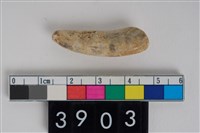 藏品(豬左下顎第2門齒)的圖片