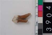 藏品(豬左下顎第1前臼齒)的圖片