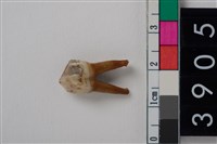 藏品(豬左下顎第2前臼齒)的圖片