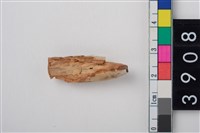 藏品(母豬上顎犬齒)的圖片