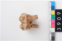 藏品(豬右上顎第2大臼齒)的圖片