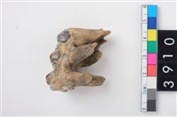 藏品(豬右上顎第3大臼齒)的圖片