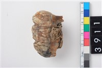 藏品(豬右上顎第3大臼齒)的圖片