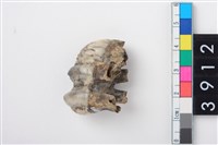 藏品(豬右上顎第3大臼齒)的圖片