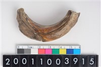 藏品(公豬右上顎犬齒)的圖片